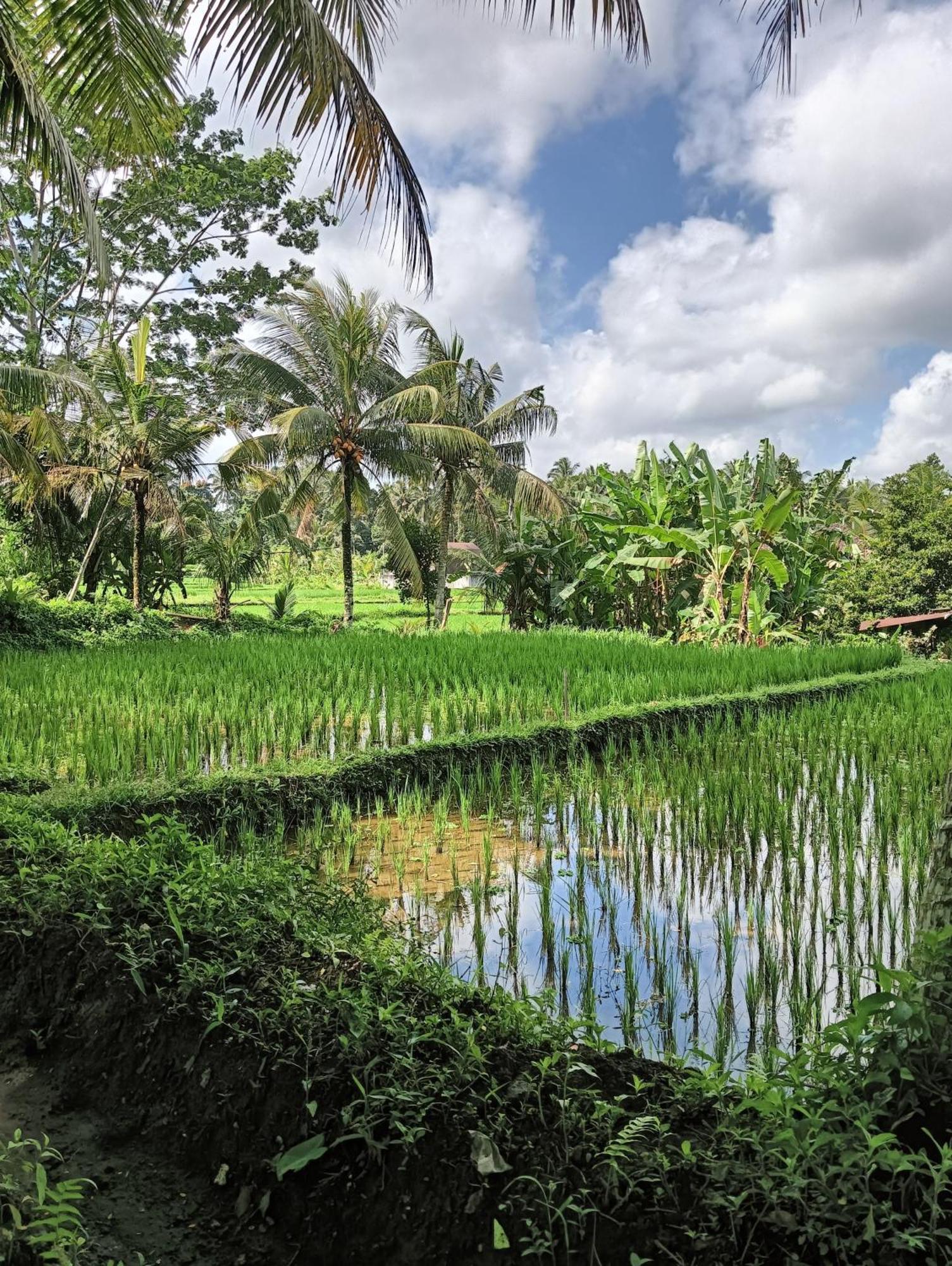 Rumah Guci Ubud Exterior foto